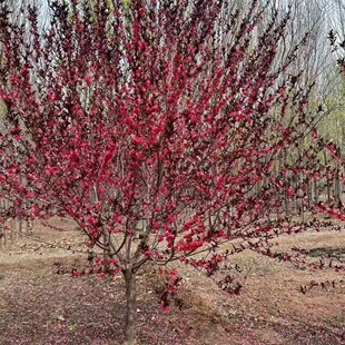 �������Գ������ؾG����ľ���~����/�t�~���Ҙ�Ҏ���Rȫ������ľ