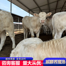 夏洛莱肉牛犊散养品种改良黄牛散养长势快夏洛莱牛可散养圈养