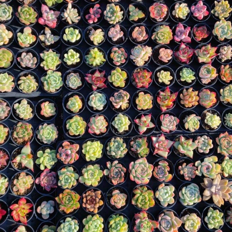 Оптовая продажа суккулентов для начинающих, простых в уходе для офиса, производитель милых комбинированных горшечных зеленых растений