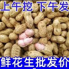 23年新鲜湿花生粉皮带泥水煮花生湿薄皮带壳鲜带皮生花生批发