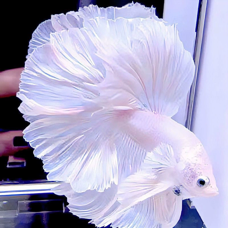 Betta (полумесяц) декоративная живущая рыбка, смешанные цвета, 5–6 см, декоративная домашняя рибка
