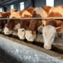 活体养殖肉牛犊