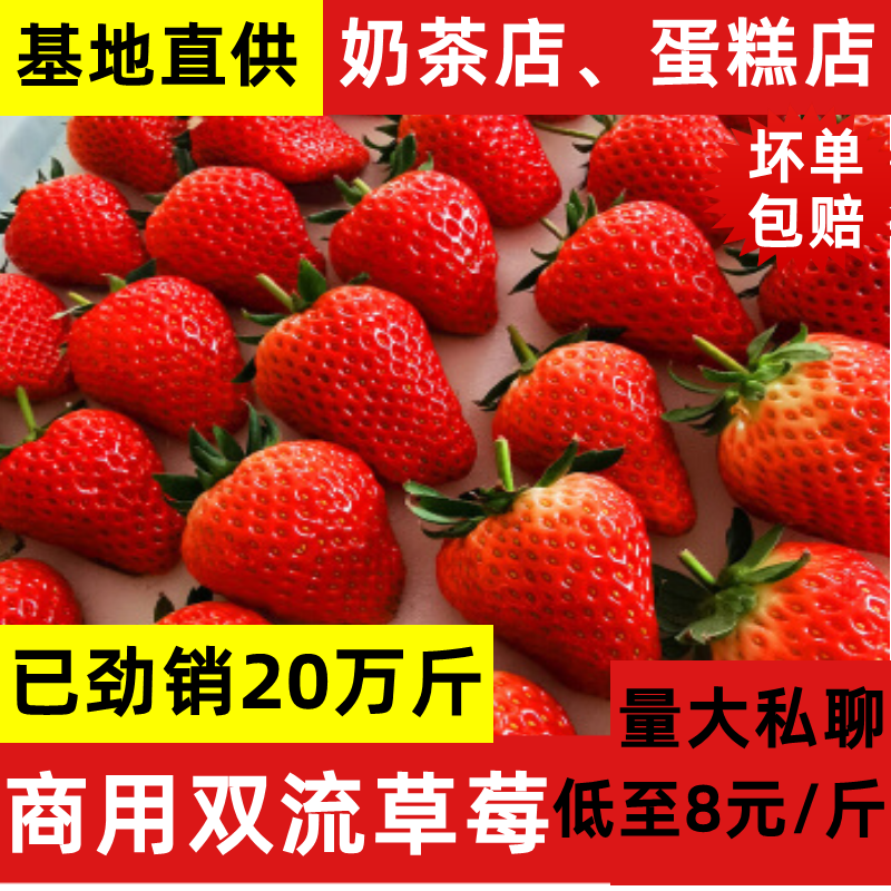 Yunnan Fresh Strawberries Newly Baked Milk Tea Cake Commercial Seasonal Pregnant Women Fruit 5 Jin Cream Milk Strawberries Free Shipping
