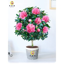 軨ԝɽ軨҃ͥԺܺBļ𻨴N