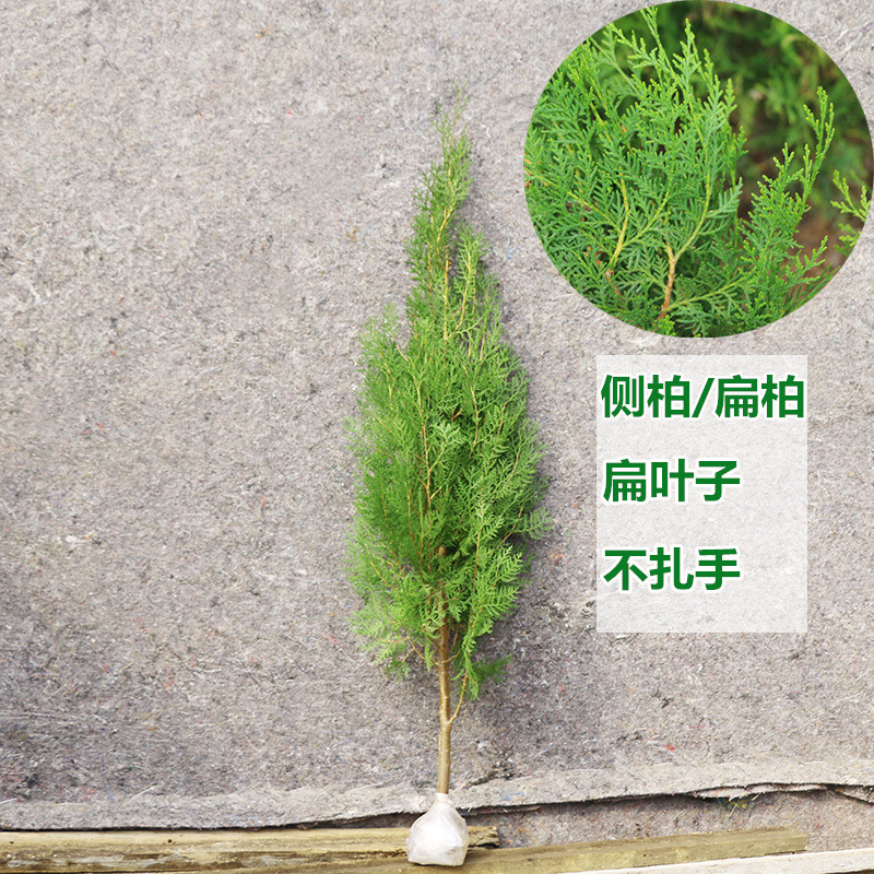 侧柏树苗松柏塔柏树苗扁柏松柏树苗宝塔柏枝树龙柏树柏枝树四季青-阿里巴巴
