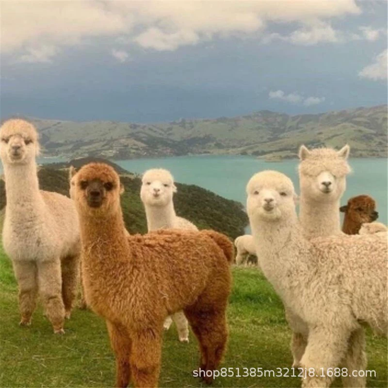 Милый питомец-альпака для просмотра в живописных местах. Легко расти и кормить. Это интерактивный и нежный характер.