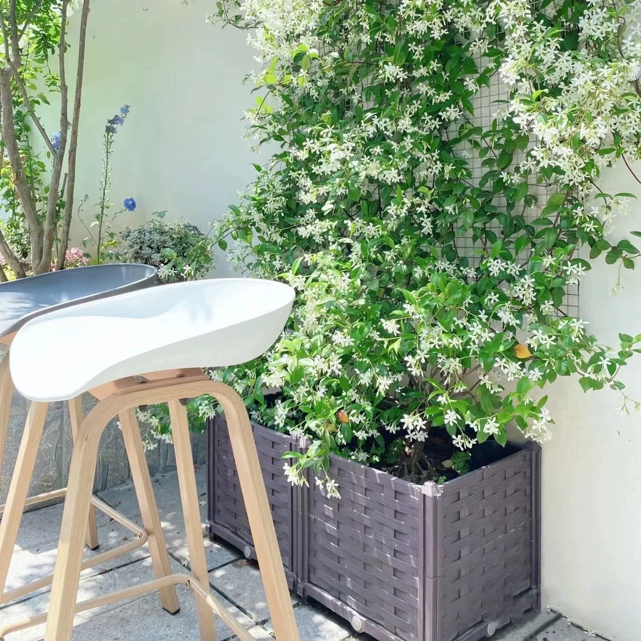 Ветряная мельница Жасмин Восхождение Лоза в горшке Серебряный Жасмин Двор Балкон Открытый Четыре сезона Зеленый Ароматный морозостойкий Альпинистский ротанг