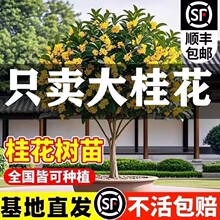 桂花树苗庭院地栽金桂丹桂原生桂树大树苗植物浓香花卉四季桂常青