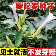 �����_�N�Ӳ�ƺ�N�ӻ��Nԭ�b�ļ��߲˷N�Ӵ�ȫ���ܷN�Ӳ˷N�����l