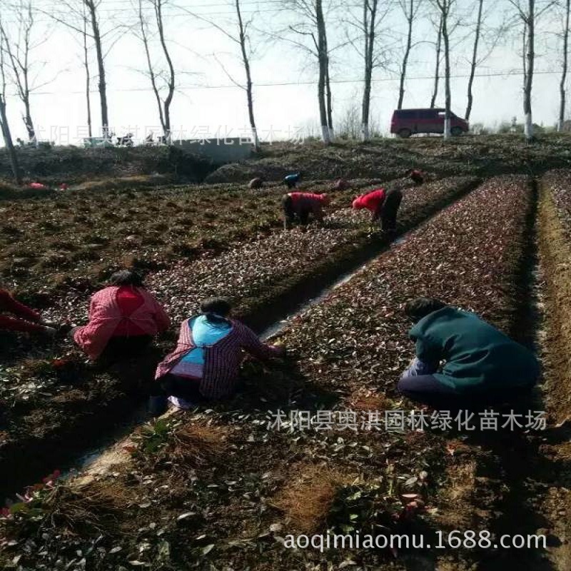 红叶石楠小苗 1 (1)