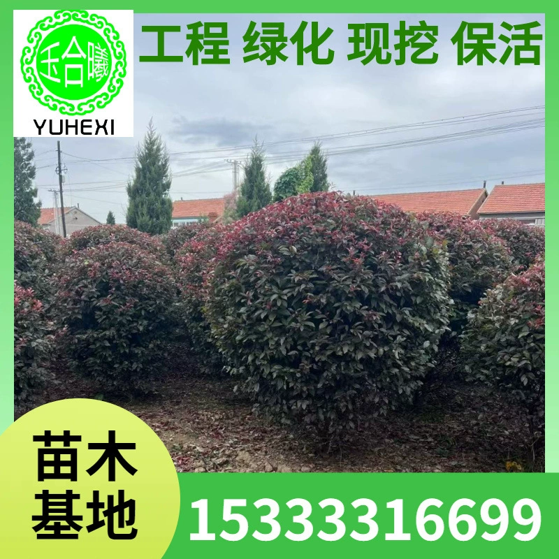 Шарик красной сливы, декоративное дерево с густыми ветвями, саженцы красной сливы, саженцы живой изгороди, шарик фиолетовой сливы, саженцы красочных листьев, зеленение склонов.