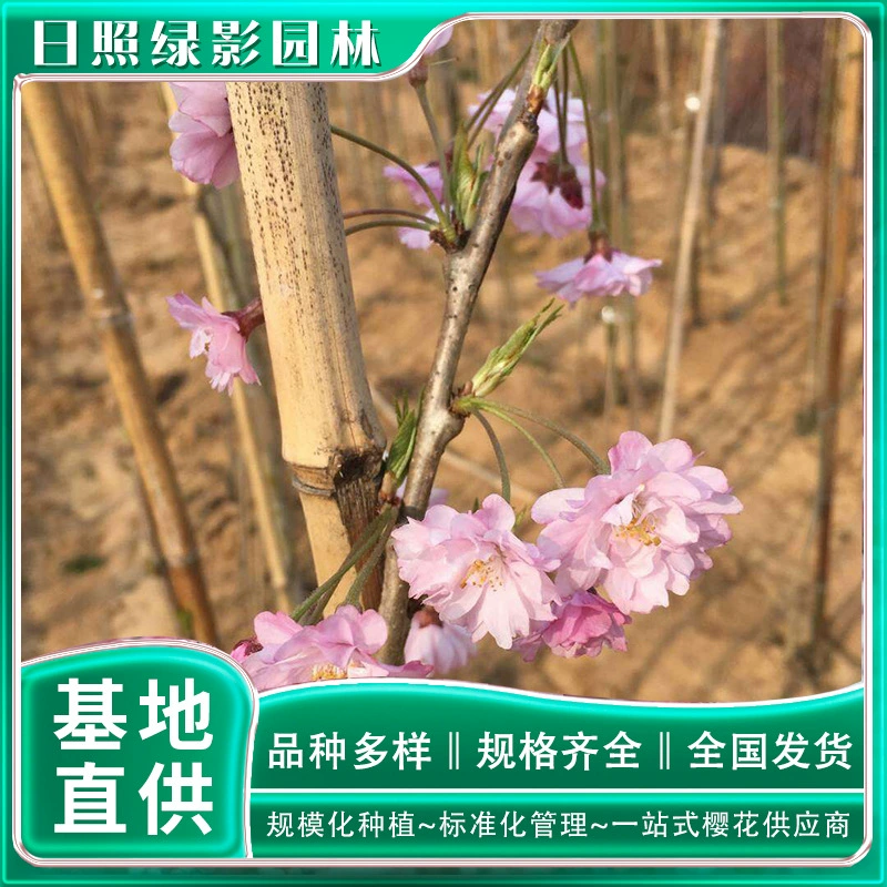 Прямые поставки из места происхождения: дерево с восемью ветвями красного цветка сакуры, 8cm саженцев деревьев с восемью ветвями красного цветка сакуры, тенденции на рынке.