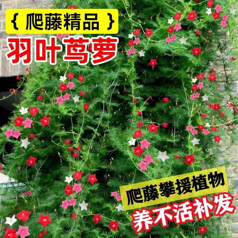 Семена петунии с перьями, лазящие растения, всхожесть и цветение круглый год, семена цветов пятиконечной звезды, семена садовых цветов