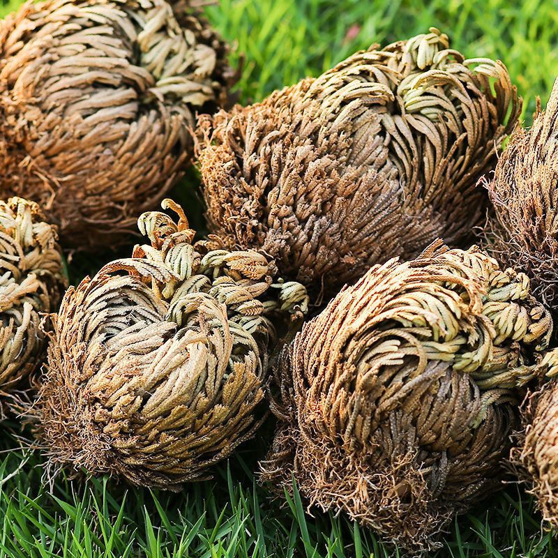 Dried Selaginella Juan Bai 500g Whole Herb Traditional Chinese Herbal Tea Material specifications