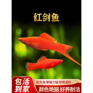 �t���~�Ꭷ�^�p�~С���pβ�t���~�t����̥�����~����B���B�ͻ��~