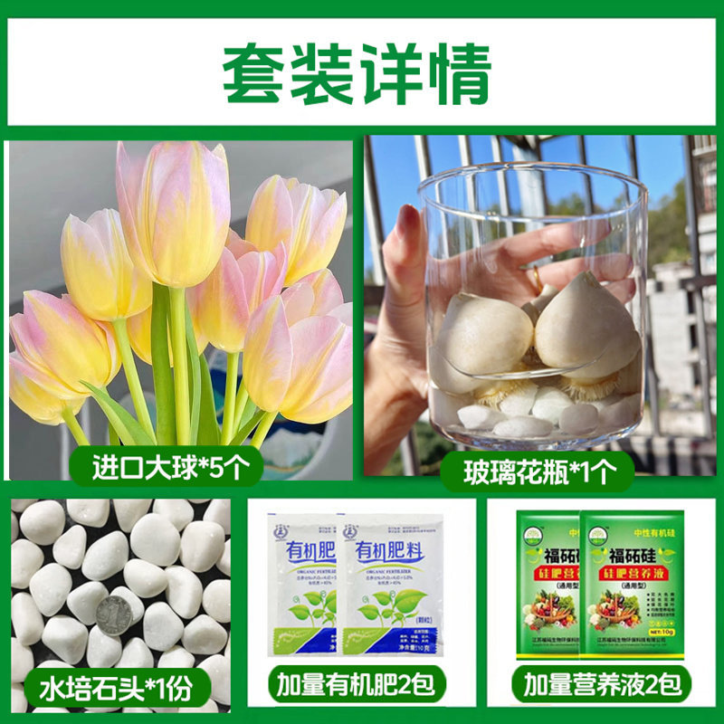 Round bottle hydroponic kit: a8 nebula tulip 5 large bulbs + 2 nutrient solutions + 2 fertilizers + glass bottle + pebbles