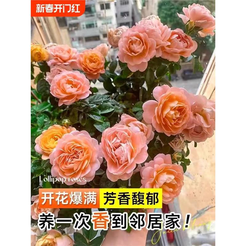 多色棒棒糖月季树桩花苗带花枝树状四季庭院盆栽室外开花植物花卉