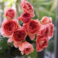 ���羳��؛�����羳��؛���W���¼����N�ӻ���ֲ���ļ��_���N�Gֲ