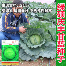 绿硕庆丰甘蓝种子 扁圆白菜卷心菜种籽 厂家批发菜园农家蔬菜孑