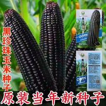 黑甜糯玉米種子黑玉米種子黑糯玉米種子非轉基因玉米種子蔬菜種籽