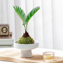 ̦�\���F�������K�Fˮ��ֲ��С�����҃ȾGֲ���������辰���˺��B