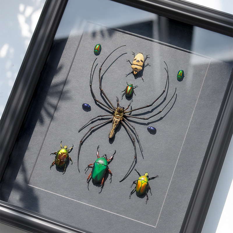 Natural Real Insect Specimen Combination Decorative Painting Ornaments Finished Photo Frame Hanging Painting for Primary School Students' Popular Science Birthday Gift