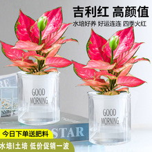 ����ʺ����t�����k���҃�����ȩС�Gֲ����ˮ��ֲ����B�׳ɻ�