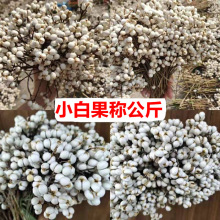 【小白果按公斤称】小白果干花花材森系干果花环材料乌桕果小白豆