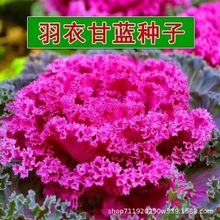 ���¸��{�N�Ӽt�G��ɫ�ļ��߲˷N���ͺ����^�p��ʳ�àI�B�S���̨