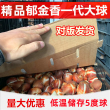 现货批发郁金香种球单瓣品种1粒装5度球室内花卉盆栽四季开花好养