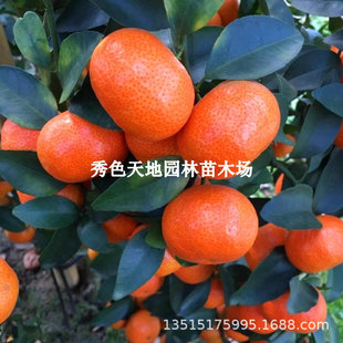 Guangyuan Sugar Orange Saplings Sihui Sugar Orange Saplings Planted in the South and North in the Same Year and Grafted Orange Trees