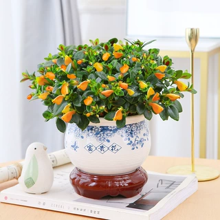 金鱼吊兰盆栽大金鱼花室内开花植物阳台桌面垂吊花卉四季常青绿植