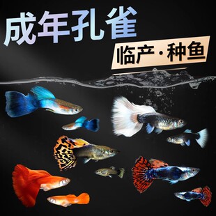 ��Ʒ��ȸ�~�^�p�~���w�~��С�͟Ꭷ�~��ˮ��ˮ���B�ͻ��P