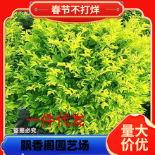 һ�����l�S���~��ľͥԺ���̘�����~Ůؑ�ļ�����G����h����ľ