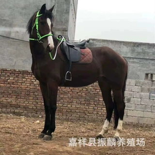 蒙古马 骑乘马 出售温顺蒙古马 骑乘马 休闲娱乐用马