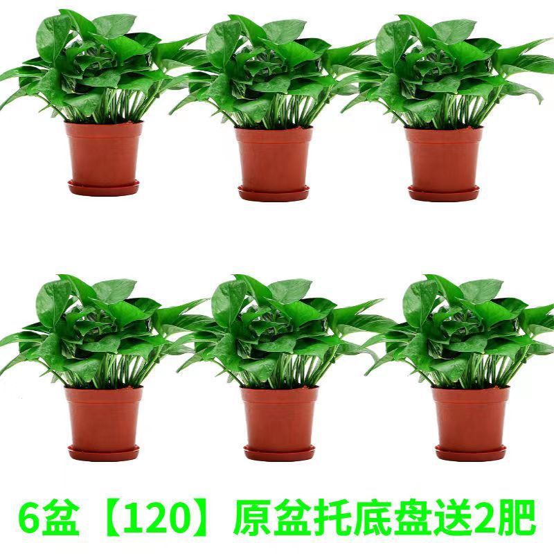 트레이 포함 오리지널 화분 6개 + 비료 6개 [특별 제공 작은 녹색 무]