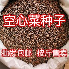 四季空心菜种子大叶空心菜的种子阳台盆栽柳叶空心菜种青梗可水培