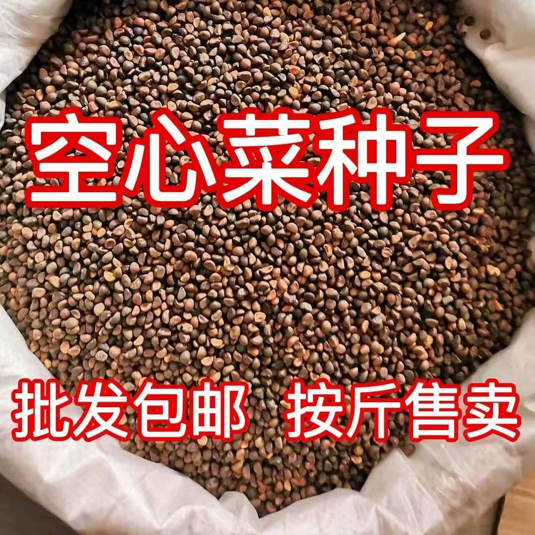 Four Seasons ВОДА СЕМЕНА шпината балконы горшечные ивы ВОДА СЕМЕНА шпината Зеленые стебли могут быть гидропоники