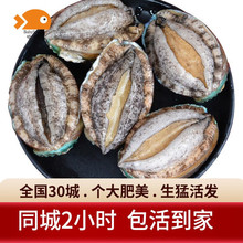 喵和渔【活鲜】喵和渔 鲜活大鲍鱼贝类海鲜烧烤火锅食材鲍鱼 活鲍