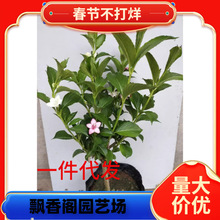 一件代发五彩锦带花树苗高杆锦带花苗阳台盆栽花卉庭院耐寒耐旱大