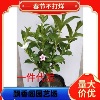 一件代发五彩锦带花树苗高杆锦带花苗阳台盆栽花卉庭院耐寒耐旱大
