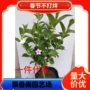 高杆耐寒盆栽庭院树苗