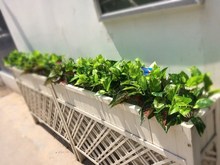 ��Ʒ���滨��ֲ��廨���ϼٻ��G�}���K�W�y�~�ӷ��栝�w������