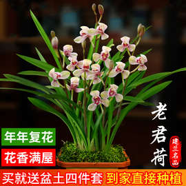 兰花苗盆栽四季兰老君荷新手好养现带花苞出售荷瓣浓香花卉绿植