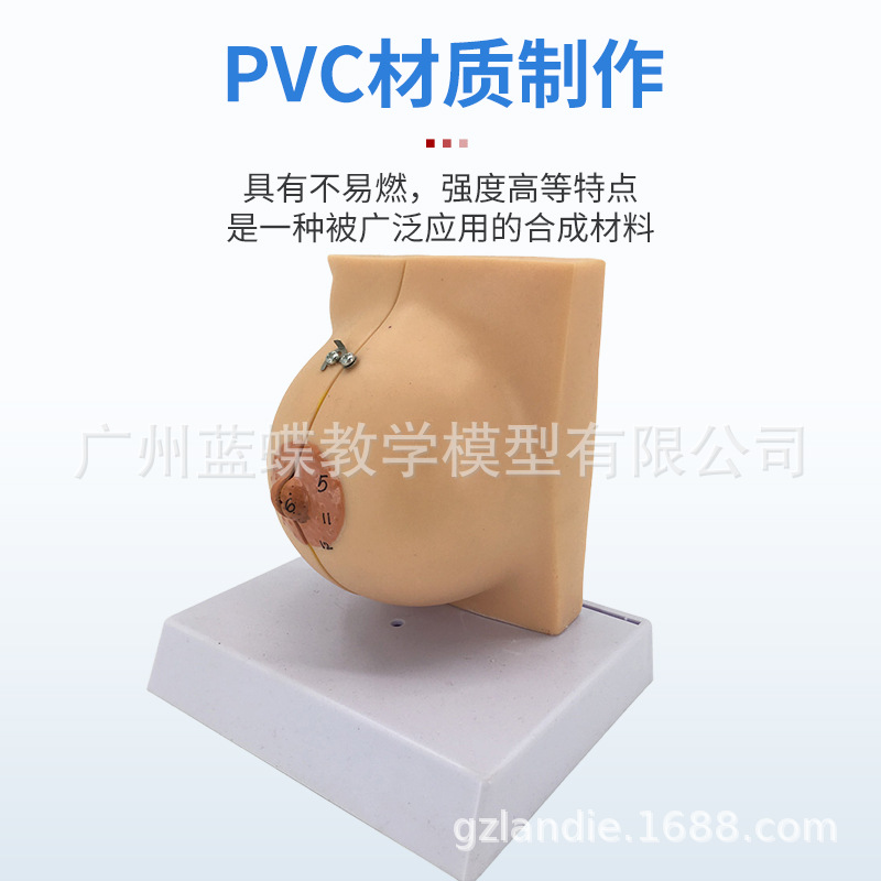 ��ѧ���沸����Ů���鷿����ģ�;�ֹ���ز��ṹģ�߲�����������