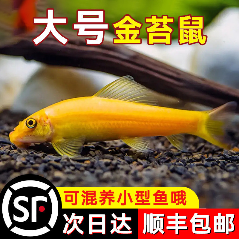 Large Golden Moss Rodent, a fish that cleans aquariums, removes algae, and acts as a cleaner for tropical ornamental fish, a tank cleaner, and a small fish