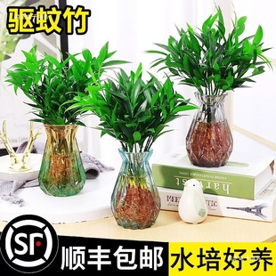 Bamboo and Cypress Mosquito Repellent Bamboo Hydroponic Plants Indoor Living Room Water-Cultured Green Plants Flower Pots Office Desktop Easy to Maintain in All Seasons