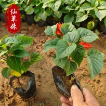 ɽ�|�r��ݻ��������̼t һ���t�G�����̱��� �V���M�[����һ���t