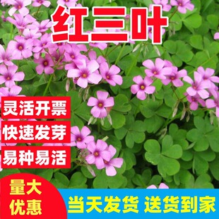 �t���~�N���ļ�����������o�¹������ѹ��̾G���G�ʹ̵��N��