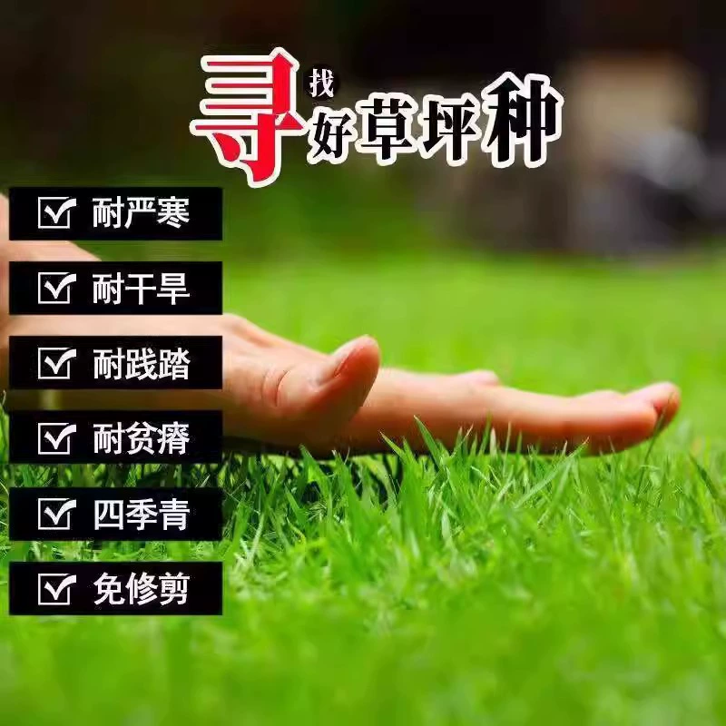 Семена газонной травы для защиты склонов, трава «собачий зуб», вечнозеленый ковровый газон для двора Манилы, зелень, семена люцерны.
